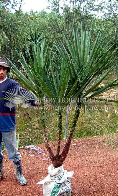 Yucca elephantipes (3 branching)